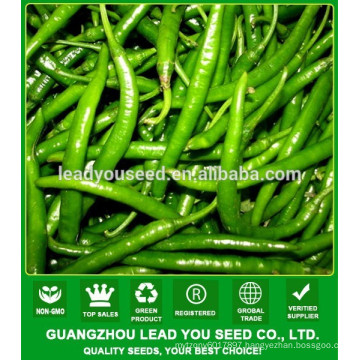 NP26 Wate Good quality thin hybrid green pepper seeds for sale